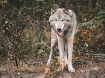 Žádní vlci, ale psi. Šelmy byly za útok na ovce obviněny neprávem