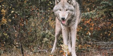 Žádní vlci, ale psi. Šelmy byly za útok na ovce obviněny neprávem