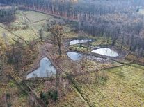 Češi mění tůně v rybníky, vysazují kapry a karase. Škodí tím přírodě
