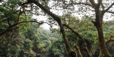 Čeští vědci pomáhali zmapovat lesy v Africe. Globální studie našla nejvíce druhově rozmanité lesy 