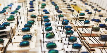 Kriminalizace amatérských sběratelů je absurdní, když stát nedokáže ochránit hmyzí biotopy
