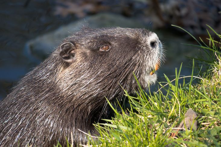 Velké škody působí i invazní nutrie.