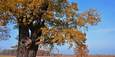 Unikátní výzkum letokruhů stromů přináší svědectví o vysychání krajiny