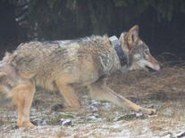 Mladý vlk Bubla už rok uniká pytlákům a nástrahám. Jiní takové štěstí neměli