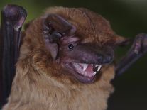 Kácení může pro netopýry znamenat rozsudek smrti. Kontrolujte dutiny, prosí vědci