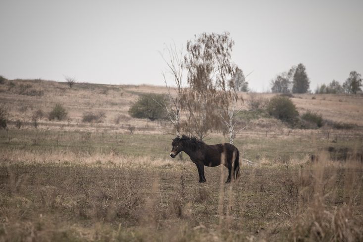 Divoký kůň v Milovicích, v prostředí stepi