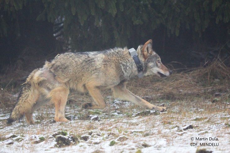Zvířecí záchranáři pomohli například do přírody vrátit krušnohorského vlka.