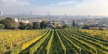 Rekordně čistý vzduch a solární ofenzíva jsou symboly nové Vídně