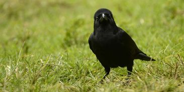 Nizozemci trénují vrány, aby sbíraly nedopalky z ulic měst