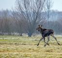 Kudy směrem na Šumavu? Zbloudilý los se prodírá krajinou plnou nástrah