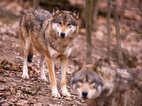 Hrozí českým vlkům odstřel? První bariéra padla v Královehradeckém kraji kvůli „bold“ jedincům