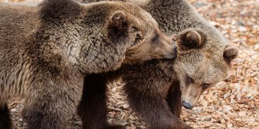 Před 300 lety zastřelili posledního, nyní se medvědi vrátili do Krkonoš