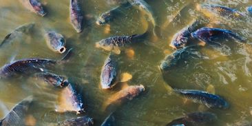 Jak na vánoční rybu bez výčitek? Nahradit kapra lososem není řešení