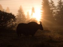 Půltunoví chlupatí obři zachraňují křehké české orchideje i vzácné modrásky