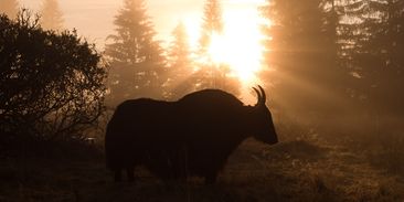 Půltunoví chlupatí obři zachraňují křehké české orchideje i vzácné modrásky