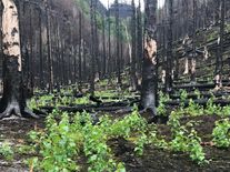 Lesní požáry jsou přirozené, obnově přírody pomáhají. Dnes ale hoří častěji než dříve