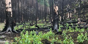 Lesní požáry jsou přirozené, obnově přírody pomáhají. Dnes ale hoří častěji než dříve