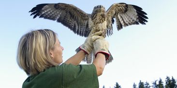 Záchranné stanice volají o pomoc. Nemají dost peněz na péči o zraněná zvířata