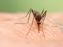 Invazní komár už je v Česku. Přenášet může i horečku dengue
