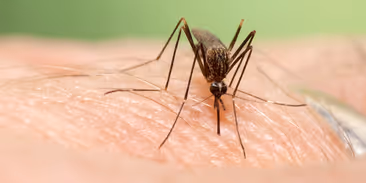 Invazní komár už je v Česku. Přenášet může i horečku dengue