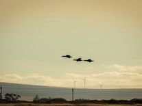 Kolik zabije jedna větrná turbína ptáků? Výsledky možná překvapí