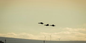 Kolik zabije jedna větrná turbína ptáků? Výsledky možná překvapí