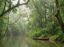 Bez pralesa nebude déšť. Odlesňování Amazonie ohrožuje světovou úrodu