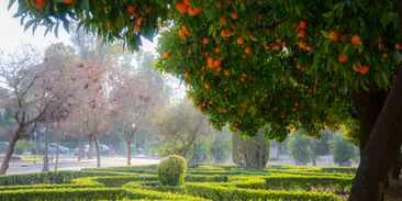 Z nevyužitých pomerančů vyrobí ve španělské Seville elektřinu