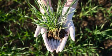 Farmáři ničí půdu tak, že bude za 50 let nepoužitelná. Pomůže regenerativní zemědělství?