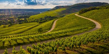 Máte rádi víno? Zvykejte si na Zinfandel, ostatní druhy zničí klimatická změna