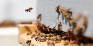 Vědci ochrání včelstva před vyhladověním. Do aplikace promítli zkušenosti předchozích generací