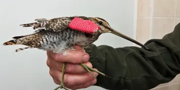 Péče o zraněná zvířata je ohrožena. Státní škrty se týkají i záchranných stanic