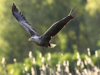 Deset otrávených orlů mořských jen za letošní rok. Kvůli úmrtí samice na Toužimsku zahynulo i mládě