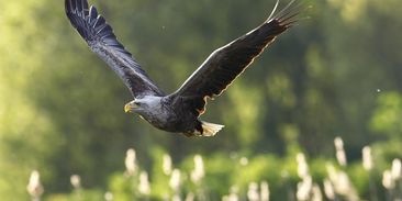 Deset otrávených orlů mořských jen za letošní rok. Kvůli úmrtí samice na Toužimsku zahynulo i mládě