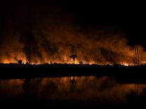 Fotografie plné popela a smutku: Odlesňování vzácných pralesů