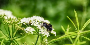Hmyzí ráj to na pohled: divoké louky pod solárními panely posilují biodiverzitu