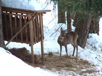 Přikrmování zvěře škodí lesům. Myslivci se ho ale vzdát nemůžou