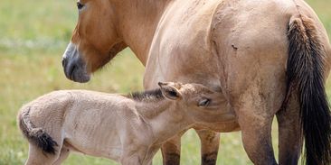 Na Dívčích hradech se narodilo první hříbě koní Převalského. Lidé jej mohou spatřit z vyhlídky