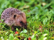 Dopady horka a sucha na přírodu jsou kritické. Jak žíznivé krajině a živočichům pomoci