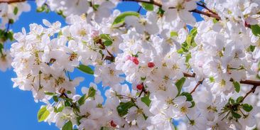 Zažíváme brzké jaro. Stromy raší o tři týdny dřív než dřív, probouzí se klíšťata