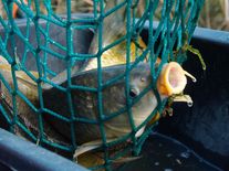 Kádě s kapry postupně mizí od supermarketů. Lidé ztrácí zájem o utrpení, dokazuje statistika