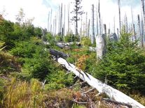 Jak chce vláda chránit přírodu? Nevíme. Víme ale, co chce zrušit