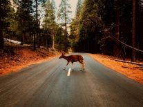 Ochrání lesní zvěř před auty pachové ohradníky? Vědci o jejich účinnosti pochybují